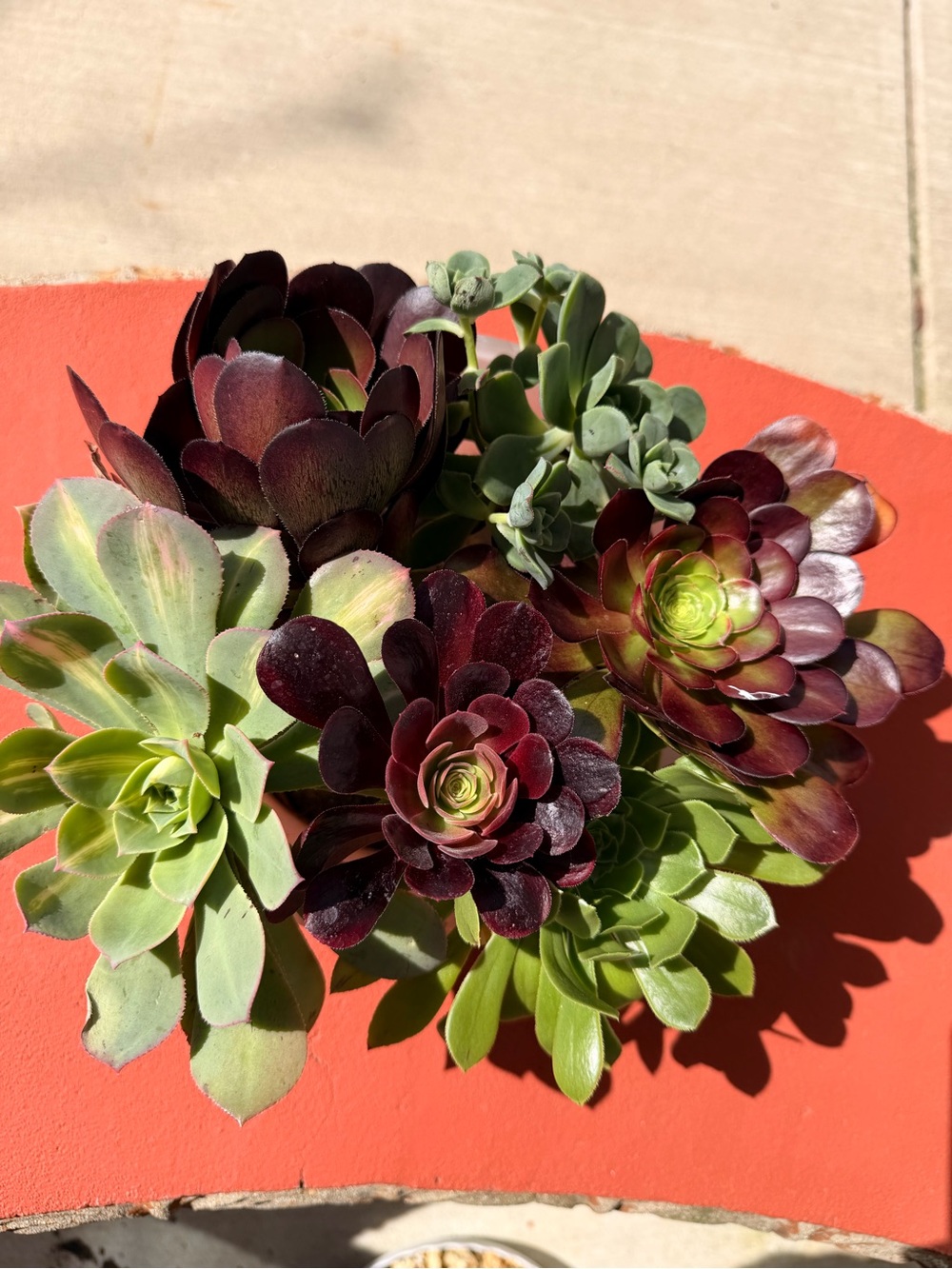 Succulent Arrangement - Green and Deep Burgundy, green and sunburst.